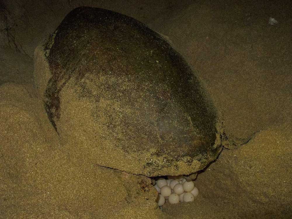 ساحل تخم گذاری لاکپشت های قشم